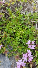Thymus altaicus