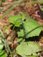 Ischnura pumilio