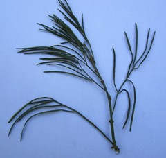 Psoralea arborea