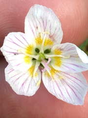 Claytonia tuberosa