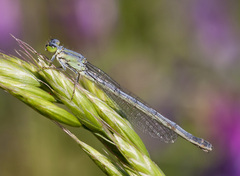 Ischnura perparva