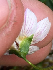 Claytonia tuberosa