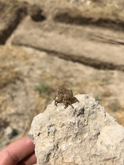 Cicadatra querula