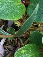 Claytonia tuberosa