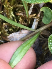 Claytonia tuberosa
