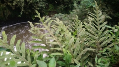 Microsorum membranifolium