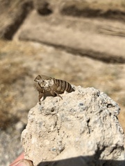 Cicadatra querula