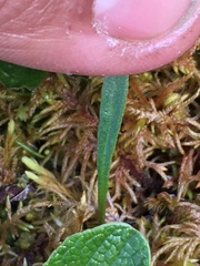Claytonia tuberosa