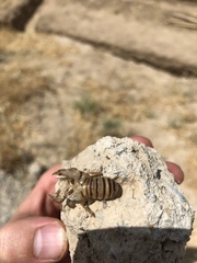 Cicadatra querula