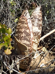 Gasteria brachyphylla