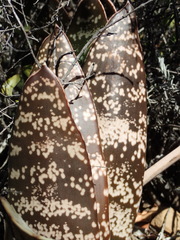 Gasteria brachyphylla