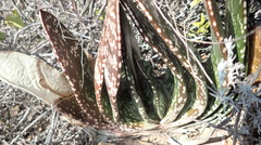 Gasteria brachyphylla