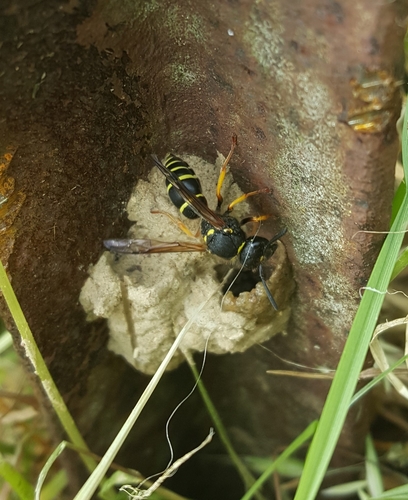Ancistrocerus oviventris