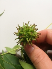 Liquidambar styraciflua