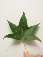 Liquidambar styraciflua