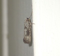 Yponomeuta irrorellus