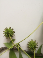 Liquidambar styraciflua