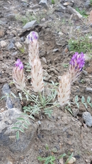 Astragalus laguroides