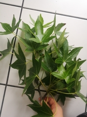 Liquidambar styraciflua