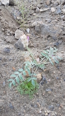 Astragalus laguroides