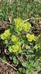 Chrysosplenium serreanum