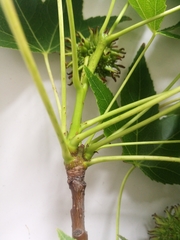 Liquidambar styraciflua