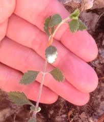 Teucrium divaricatum