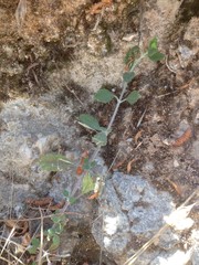 Teucrium divaricatum