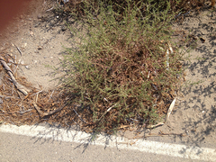 Salsola kali ruthenica