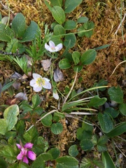 Claytonia tuberosa
