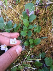 Claytonia tuberosa