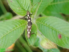 Eretmocera impactella