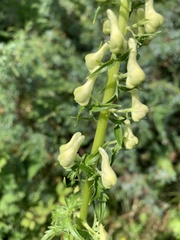 Aconitum orientale
