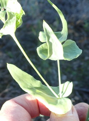 Othonna perfoliata