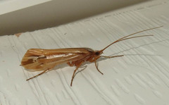 Limnephilus ornatus