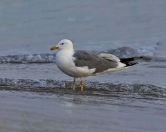 Larus fuscus barabensis