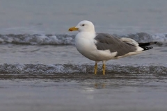 Larus fuscus barabensis