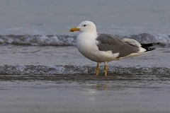 Larus fuscus barabensis