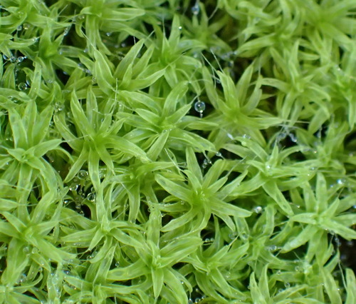 Pseudocrossidium
