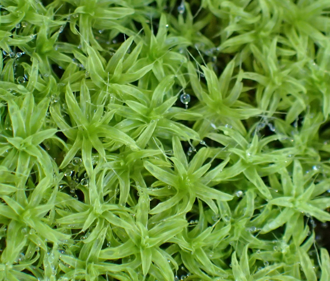 Pseudocrossidium
