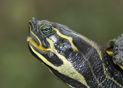 Pseudemys concinna suwanniensis