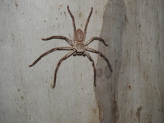 Isopedella conspersa