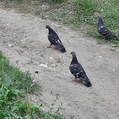 Columba livia domestica