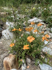 Papaver oreophilum