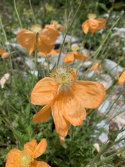 Papaver oreophilum