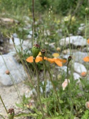 Papaver oreophilum