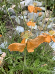 Papaver oreophilum
