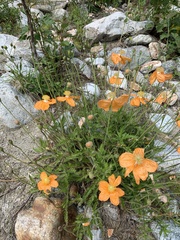 Papaver oreophilum