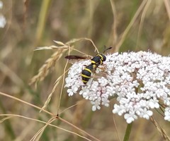 Ceriana vespiformis