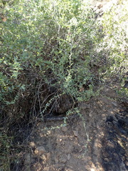 Dioscorea hemicrypta